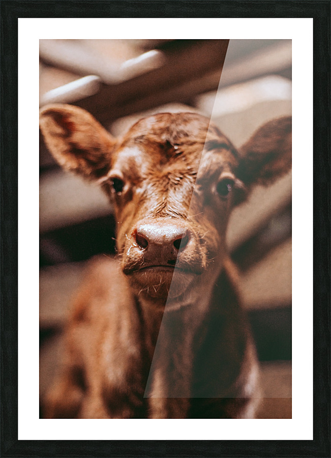 Cute Calf Picture Frame print