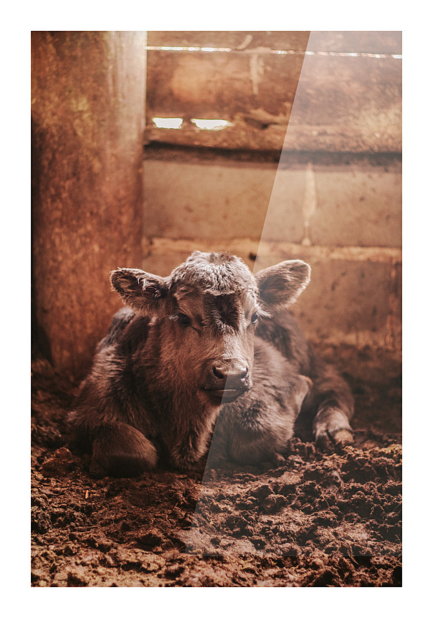 Calf Picture Frame print