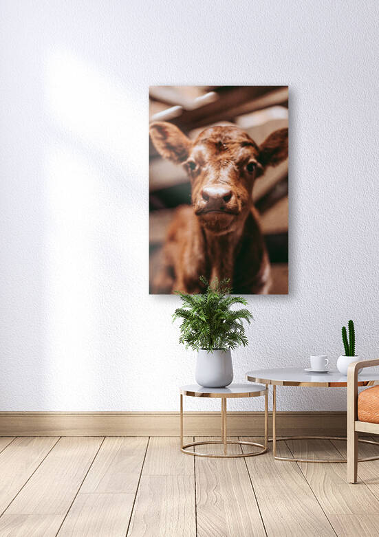 Cute Calf Reproduction