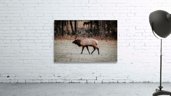 Elk Wall Preview