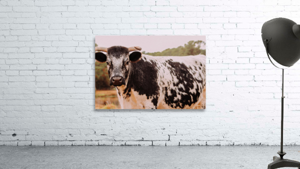 Cow Wall Preview