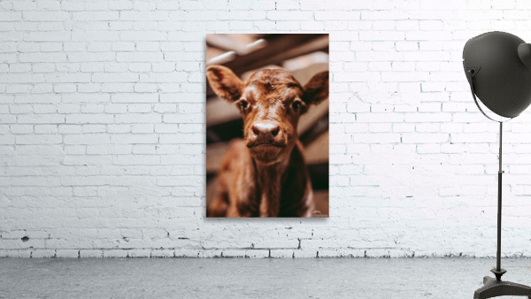 Cute Calf Wall Preview