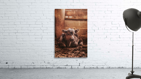Calf Wall Preview