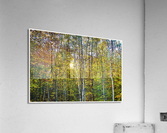 01 143 Acrylic Print