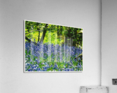 01 195 Acrylic Print