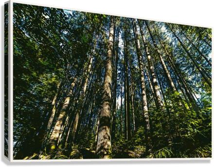 01 41 Canvas Print