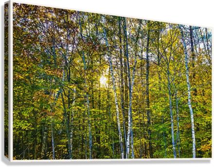 01 143 Canvas Print