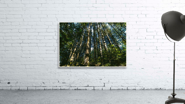 01 41 Wall Preview