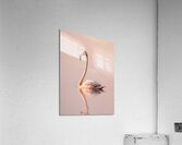Graceful Flamingo Reflection Acrylic Print