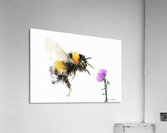 Bumble Bee Rose Acrylic Print