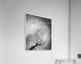 Rakibs Artwork Acrylic Print
