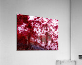 IMG 8397 Acrylic Print