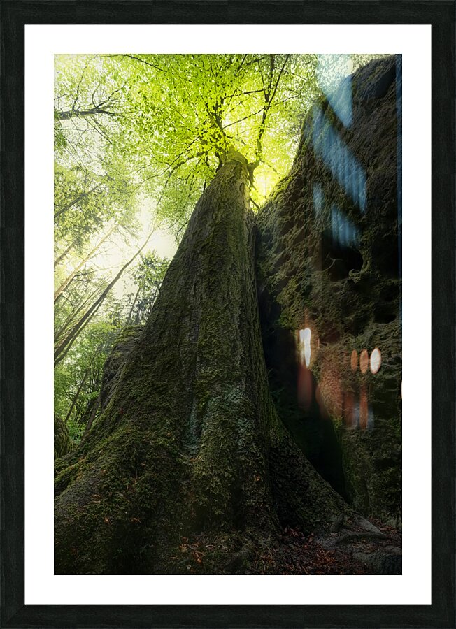 Sindri -  gleaming Picture Frame print
