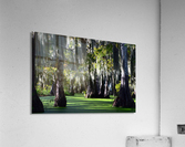 Swampy Acrylic Print