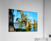 Fly Back Acrylic Print