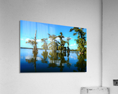 Reflect Much Acrylic Print