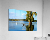 Swim or Not Acrylic Print