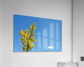 Bliss Acrylic Print