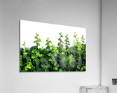 Growing On You Acrylic Print