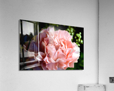 Proper Pink Acrylic Print