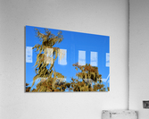 Watchful Eye Acrylic Print