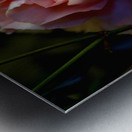 Proper Pink Metal print