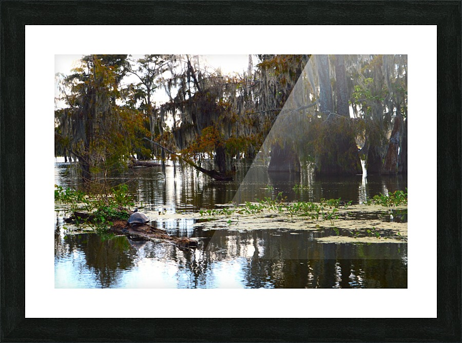 Turtle Territory   Picture Frame print