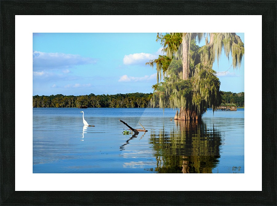 Swim or Not Picture Frame print