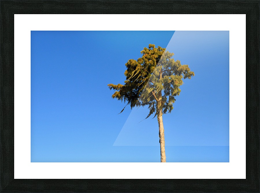 Windy  Picture Frame print