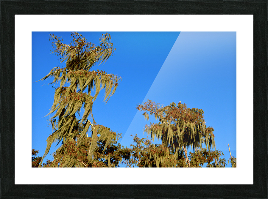 Watchful Eye Picture Frame print