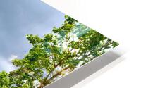 Perspective Approves HD Metal print