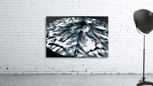 Where Does it Lay Wall Preview