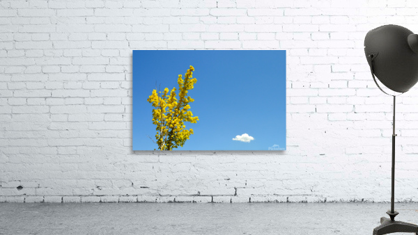 Bliss Wall Preview