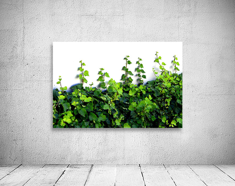 Growing On You Wall Preview