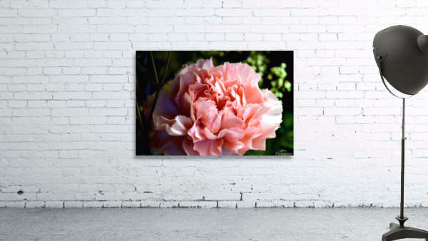 Proper Pink Wall Preview