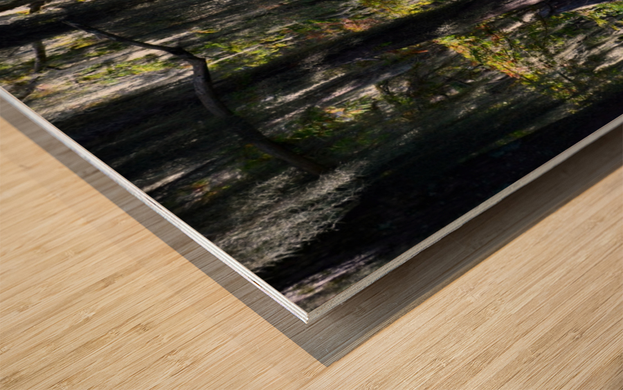 Swampy Wood print
