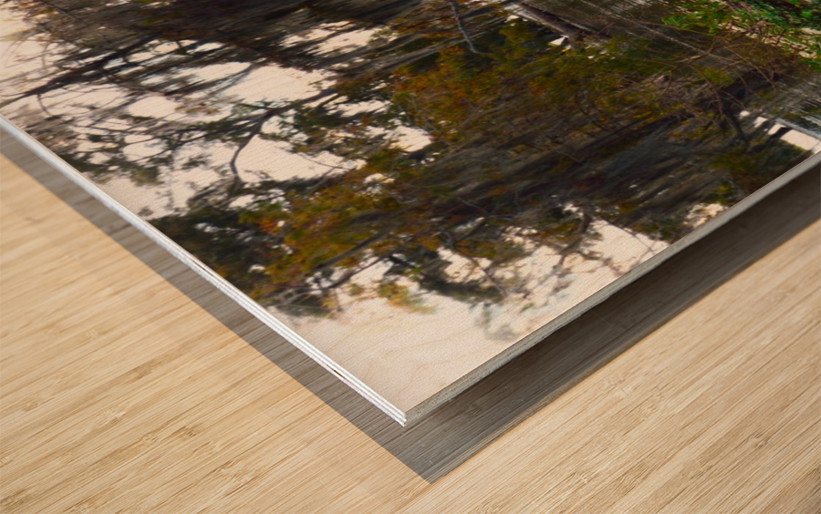 Turtle Territory   Wood print