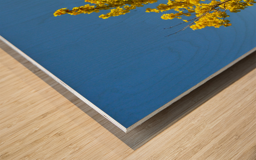 Bliss Wood print