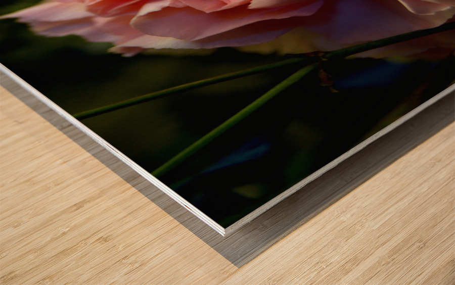 Proper Pink Wood print