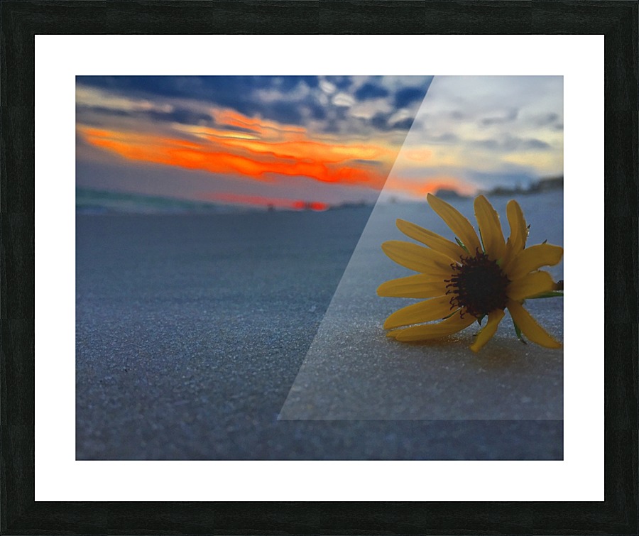 Sunflower Sunset Picture Frame print