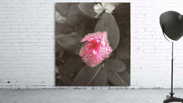 Pink Pop Wall Preview