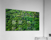 Broccoli Trees Acrylic Print