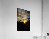 Through the grass Acrylic Print