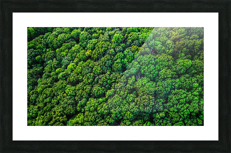 Broccoli Trees Picture Frame print