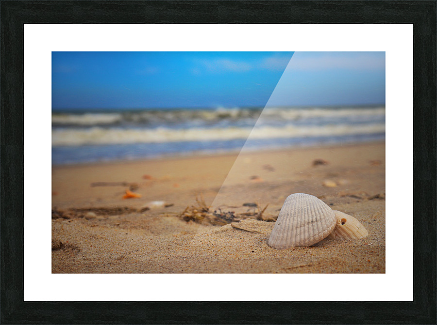 Shells rest Picture Frame print
