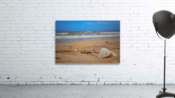 Shells rest Wall Preview