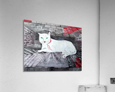 White cat Acrylic Print