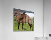 Elk 2 Acrylic Print