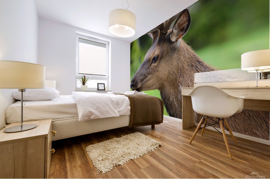 Elk 1 Mural print