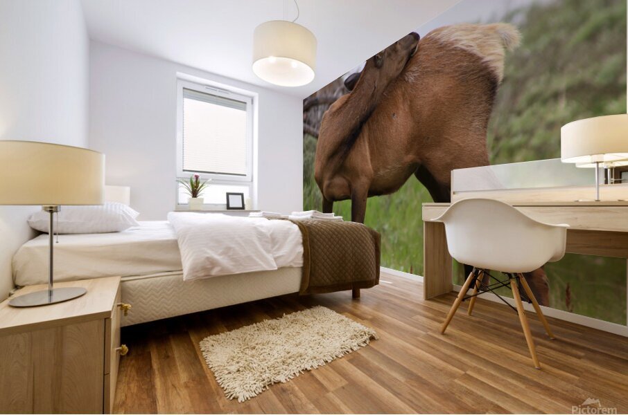Elk 2 Mural print